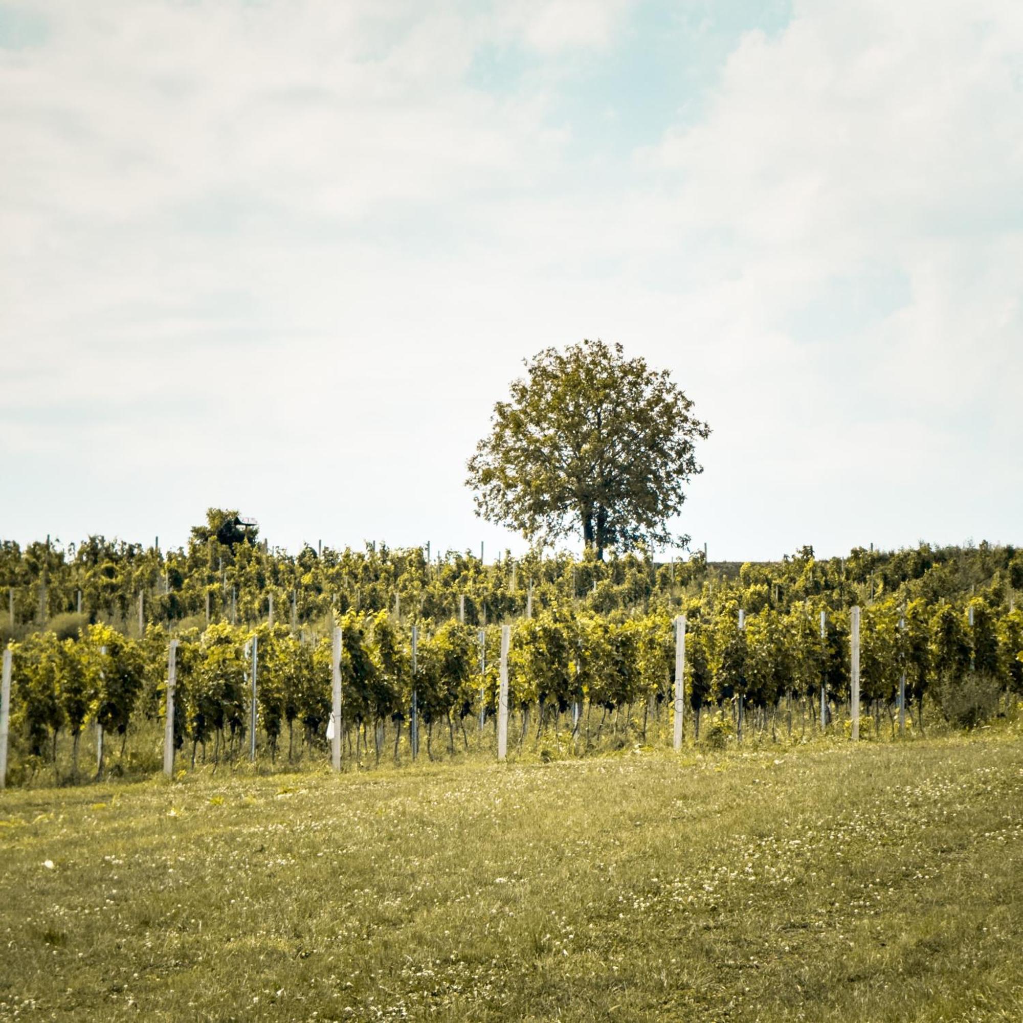 Bed&Breakfast Vinarija Coner Bjelovar Εξωτερικό φωτογραφία